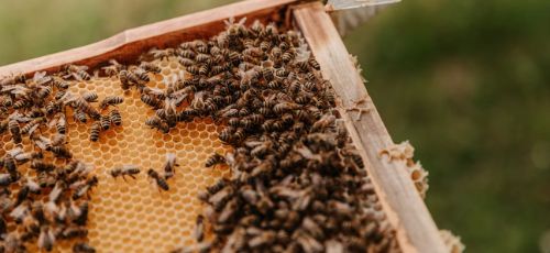 Sustainability 5 bee hive