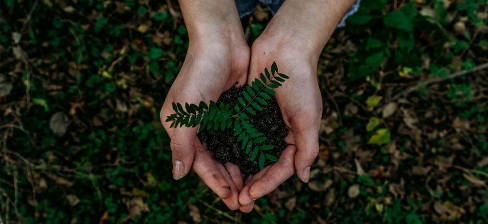Sustainability 1 hands holding a tiny plant